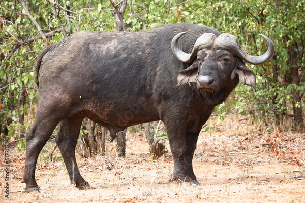 Obraz Kaffernbüffel / African buffalo / Syncerus caffer