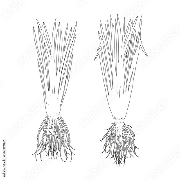 Fototapeta Vetiver. Leaves, root. Sketch. Vector set