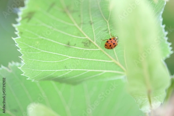Fototapeta ladybug on green leaf