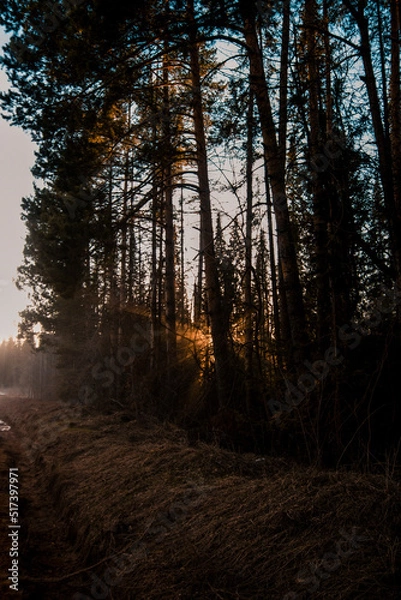 Obraz sunrise in the forest