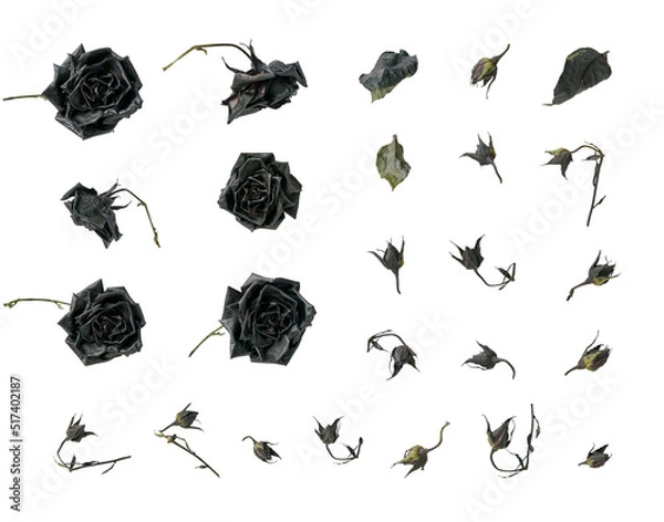 Obraz Dead black dry roses, cut out, set