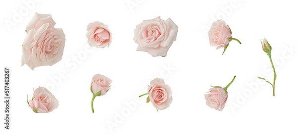 Obraz Pink roses, set, cut out