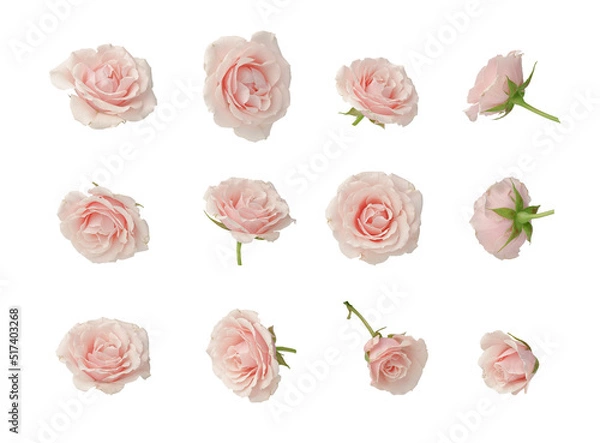 Obraz Pink roses, set, cut out