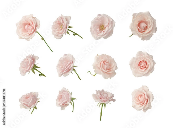 Obraz Pink roses, set, cut out