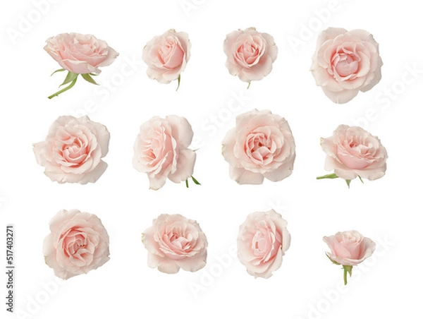 Obraz Pink roses, set, cut out