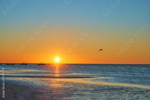 Obraz sunset (Golden hour) on the beaches of riviera maya, holbox. stunning orange teal sky with a seagull flying overhead. copy space.