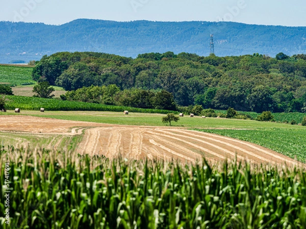 Fototapeta Cylinder-shaped hay bales in the fields of Alsace.