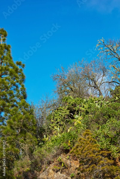 Fototapeta Green and lush forest on the Island of La Palma, Canary islands in Spain. Landscape view of trees and bushes on an exotic and tropical travel destination. Bushes and greenery in a deserted woods