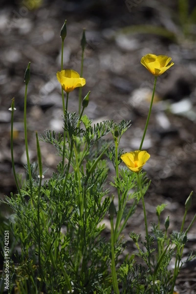 Obraz yellow flowers