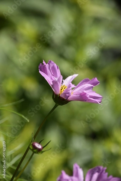 Obraz pink flower in the garden
