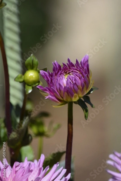 Obraz Blooming dahlia 