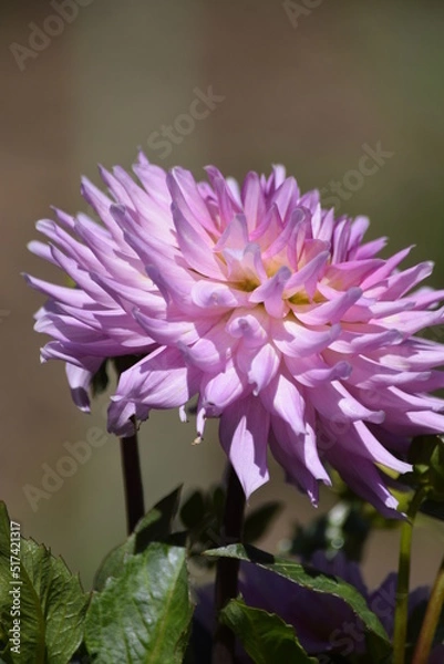 Fototapeta Pink dahlia 