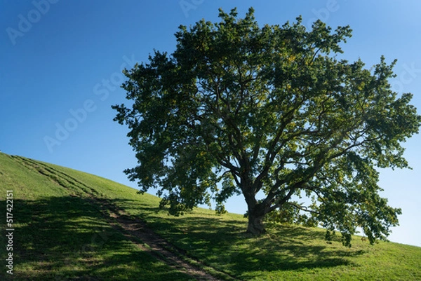 Obraz Tree in Field