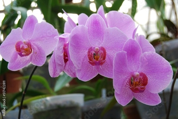 Obraz pink orchid flower