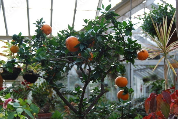 Fototapeta oranges on tree