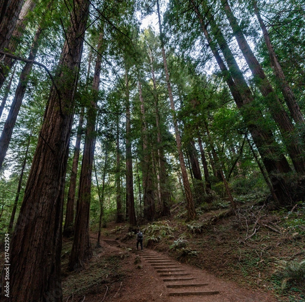 Obraz Muir Woods