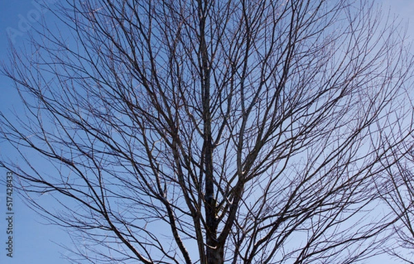Obraz Tree with the Blue Background