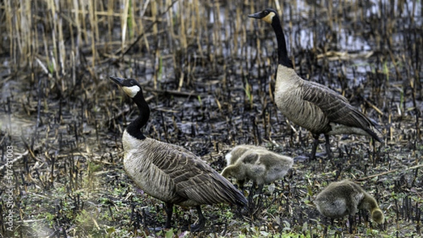 Obraz 2022-05-11 Brigantine