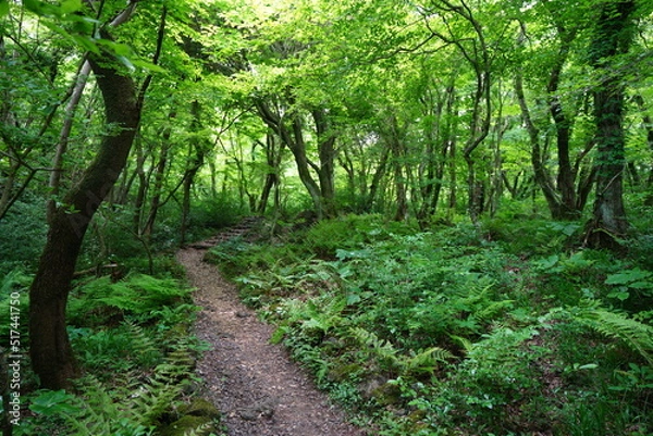 Fototapeta fascinating spring forest with fern and old trees