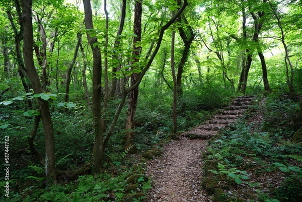 Fototapeta fascinating spring forest with fern and old trees