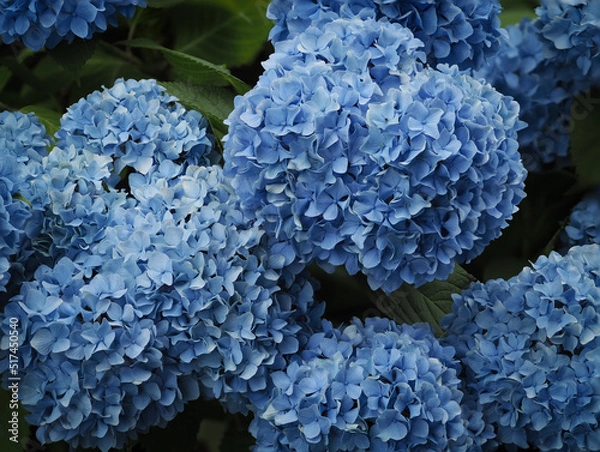 Obraz 青いアジサイの花