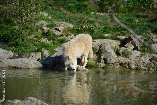 Obraz A distant view of a Arctic wolves 