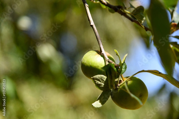 Obraz Pommier - pommes vertes