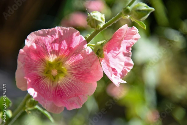 Obraz Rose trémière