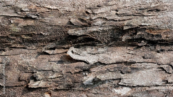 Fototapeta tree bark texture for background with copy space