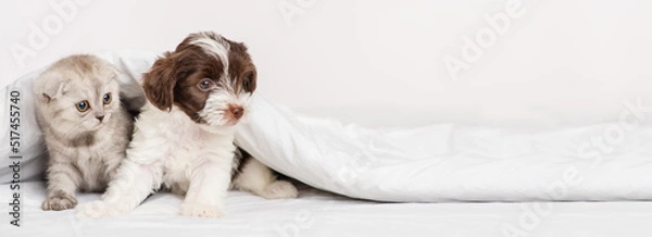 Fototapeta A small puppy of the Yorkshire terrier breed in black and white lies next to a gray kitten of the Scottish breed under a blanket on a bed at home. Puppy and kitten on the bed lying together