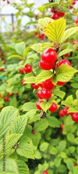Obraz closeup of ripe dark red cherries hanging on cherry tree branch with blurred background.