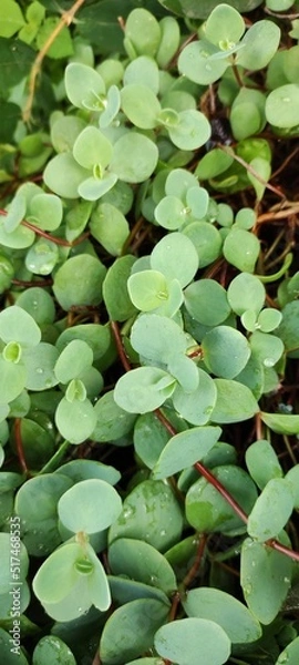 Obraz Succulents. View from above. Green background.