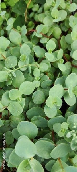 Obraz Succulents. View from above. Green background.