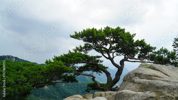 Obraz Korean pine trees living on granite terraces.