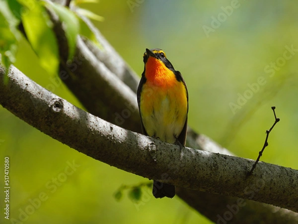 Fototapeta 黄色と黒の小鳥 キビタキ