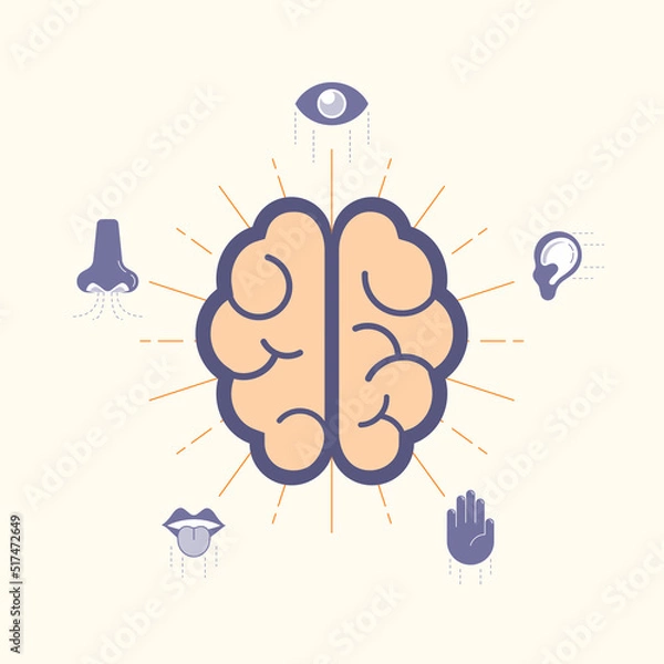 Obraz Five human sense organs associate with brain. Vector illustration outline flat design style.