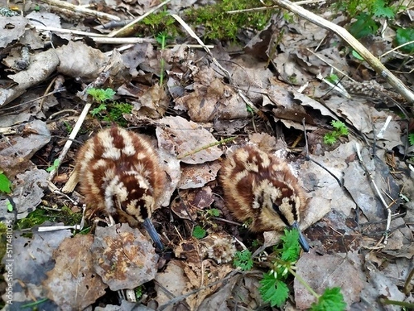 Fototapeta Woodcock chicks in the nest. Two little fluffy chicks hide thanks to their natural protective coloration.