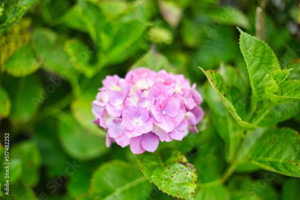 Fototapeta 可愛く咲く紫のアジサイ