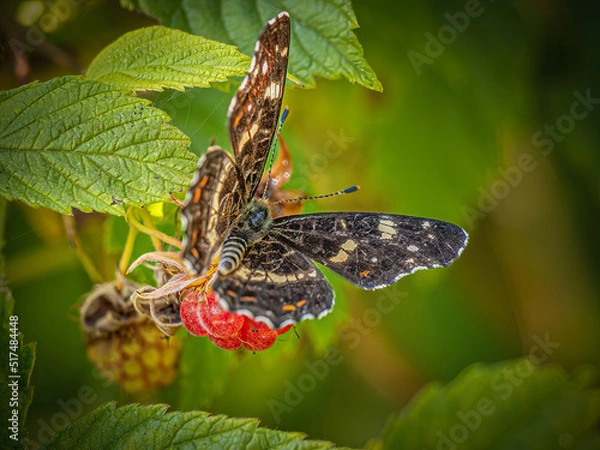 Obraz Butterfly on leaf