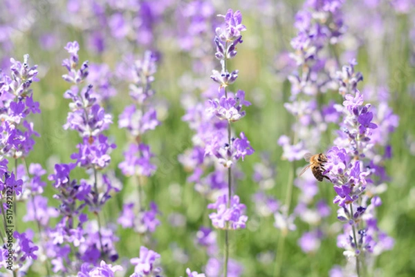 Fototapeta Beautiful lavender flowers growing in field, closeup