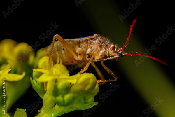 Obraz 昆虫マクロ