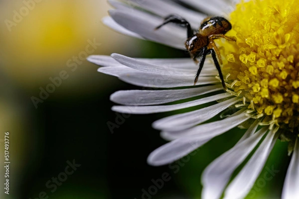 Obraz 昆虫マクロ