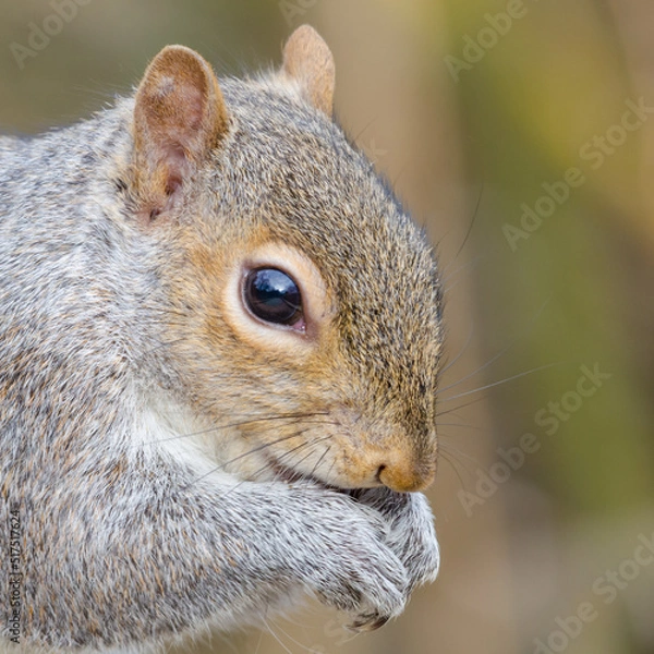 Obraz Grey Squirrel close up eating 