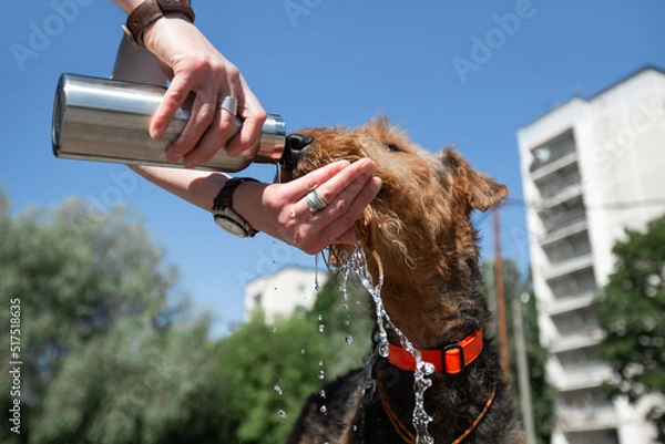 Fototapeta The concept of hot weather and a pet. Hands holding a bottle and giving water to a dog in an urban environment. Breed Airedale Terrier.