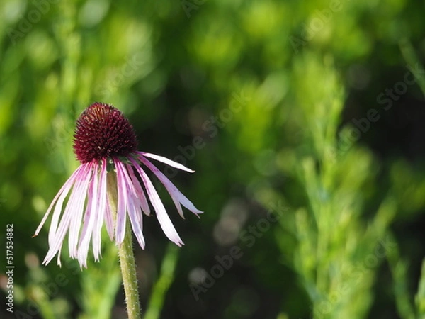Obraz Echinacea purpurea