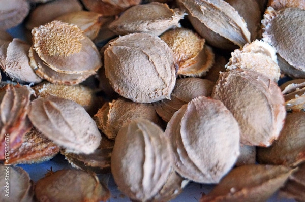 Fototapeta Apricot stones of gray-brown color are dried and useful lying in a box