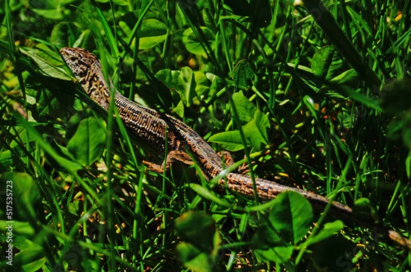 Fototapeta Lizard with shiny skin sits in green bright grass on a lawn on a sunny spring day