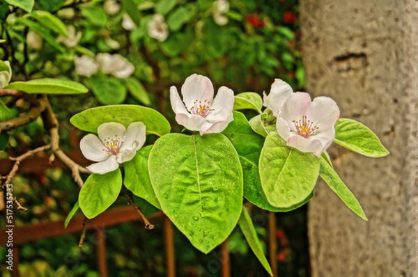 Fototapeta A quince branch with large flowers with white petals and green leaves on a tree on a spring day