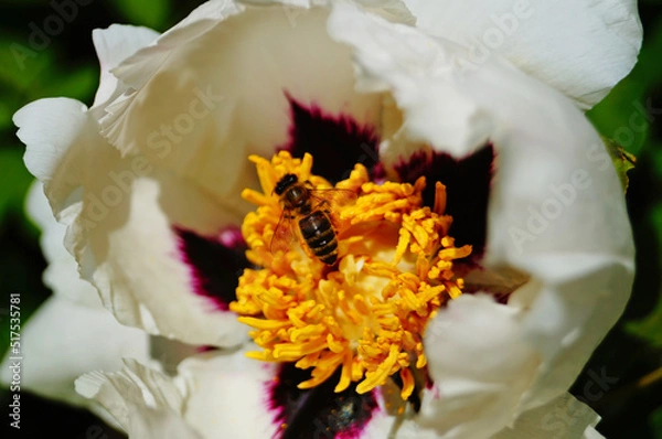Fototapeta A bee sits on a peony flower with white petals and a yellow and lilac center on a bush on a spring day