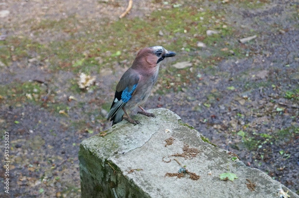 Fototapeta A jay bird with blue, white and brown feathers sits on a stone in a park on a spring day